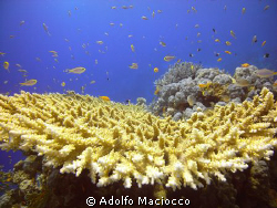 Acropora.
Jack fish alley.
Ras Mohamed
 by Adolfo Maciocco 